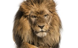 Malha Fina Notícias E Artigos Contábeis Em Santos | Portal Contabilidade - PORTAL CONTABILIDADE